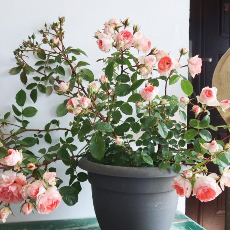 可爱多多少钱（解析可爱多基本信息）(4)