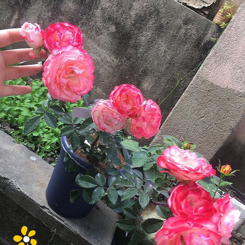 可爱多多少钱（解析可爱多基本信息）(5)