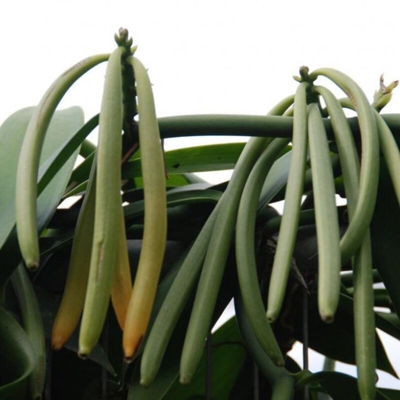 香草冰淇淋的香草是什么（解读吃了这么多香草冰激凌你知道香草是啥吗）(3)